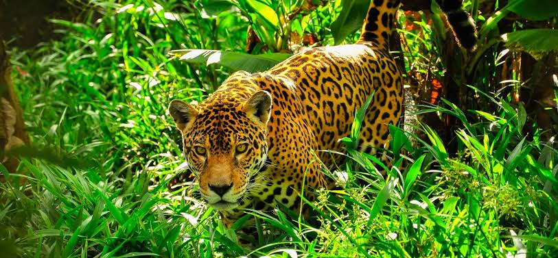 Exploring the Amazon