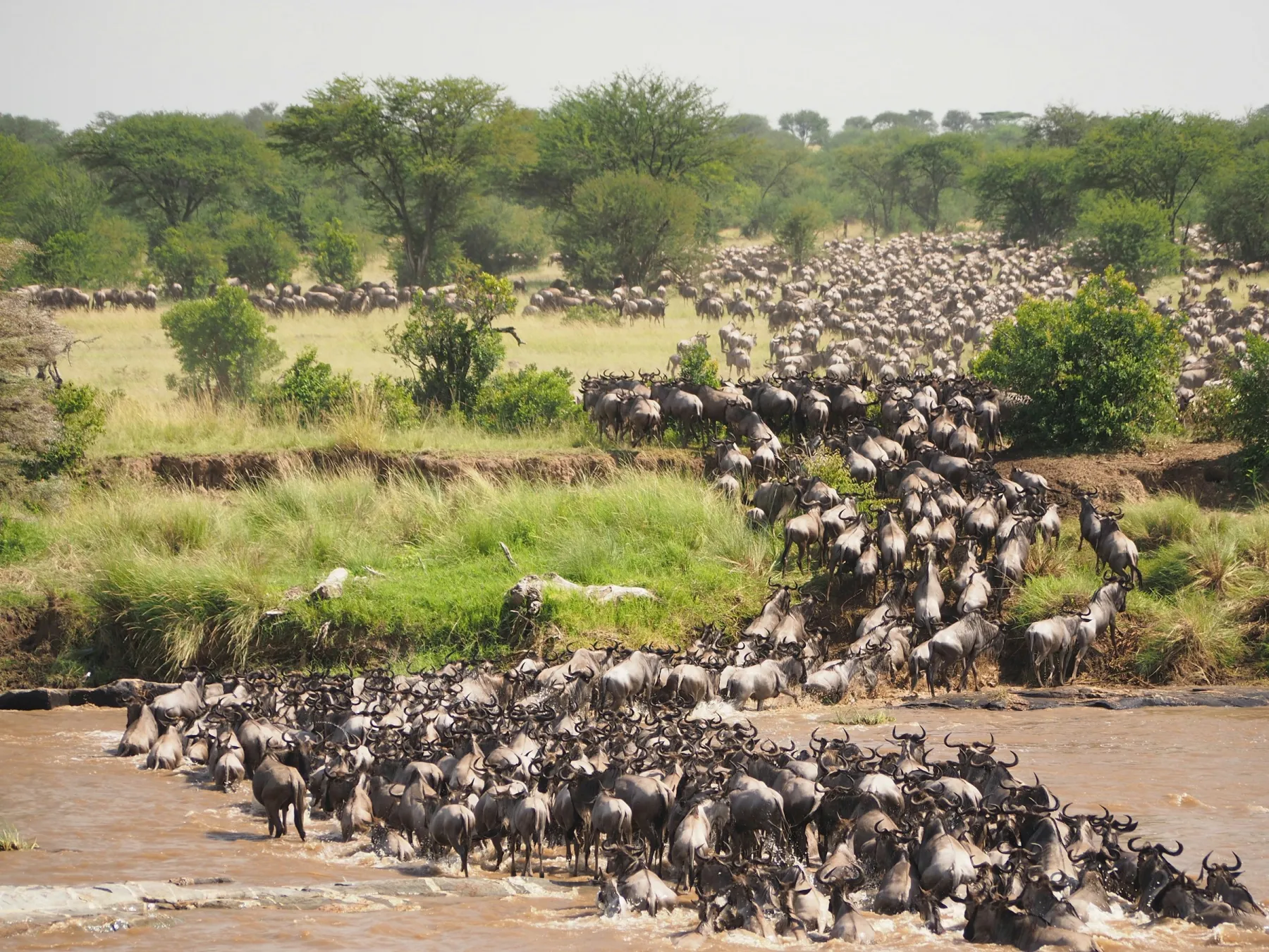 The migration, from above