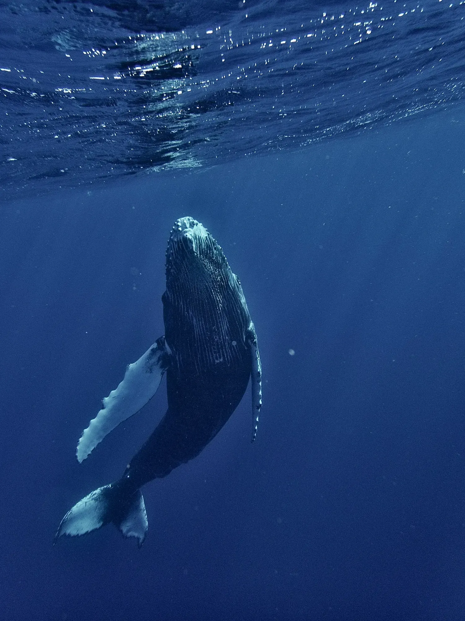 In the Water With Giants, VAVA'U · KINGDOM OF TONGA — by LX and AMG Luxe